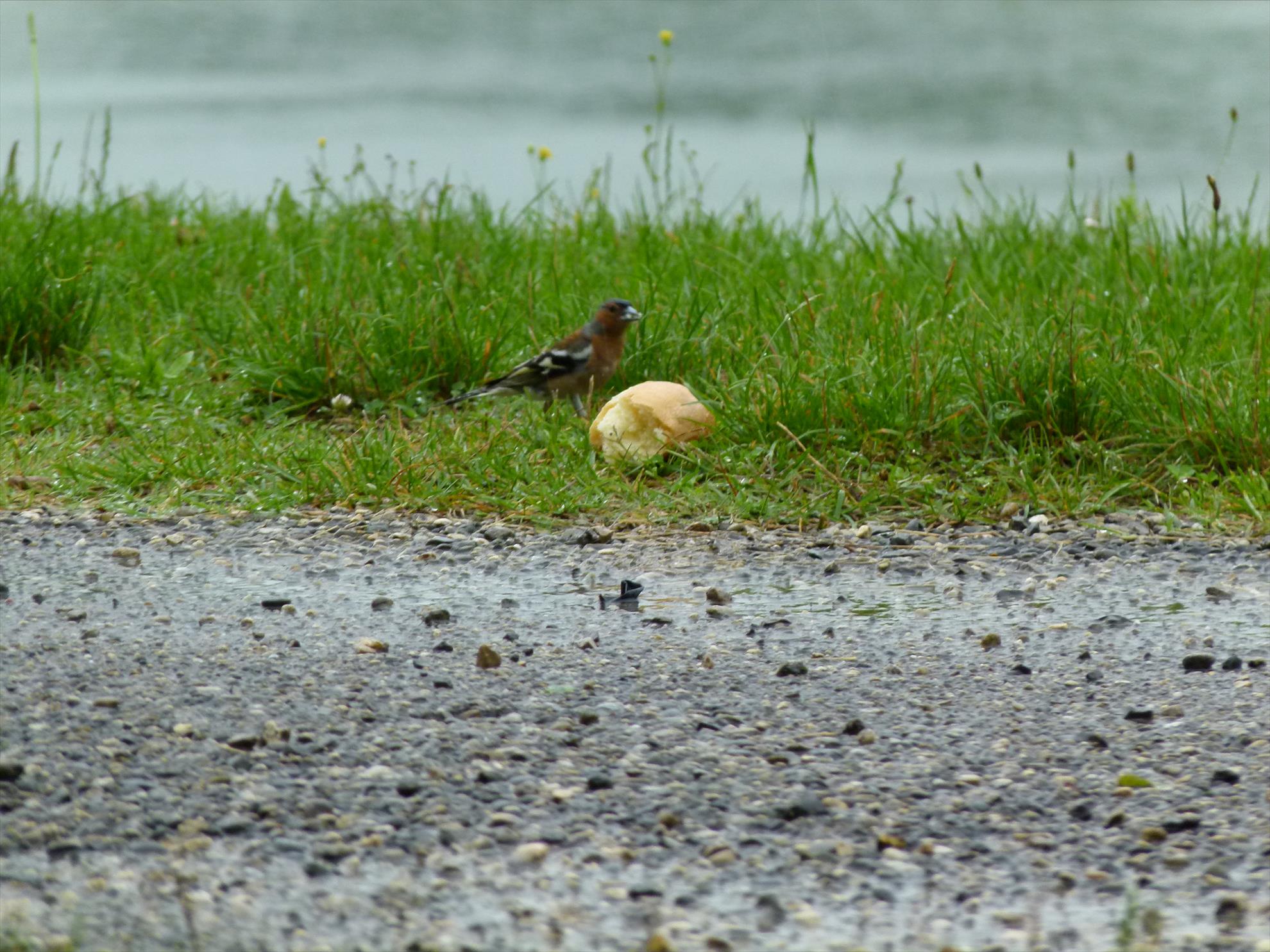 regiune Rhône-Alpes 29 iulie 2014 - p1040156.JPG